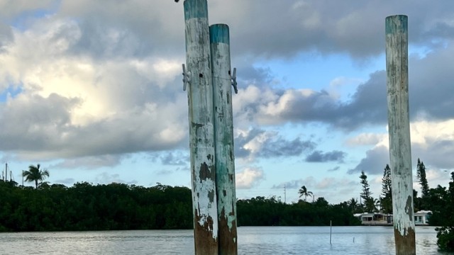 Pelicans really seem to like watching all the 'goings on' of the area.