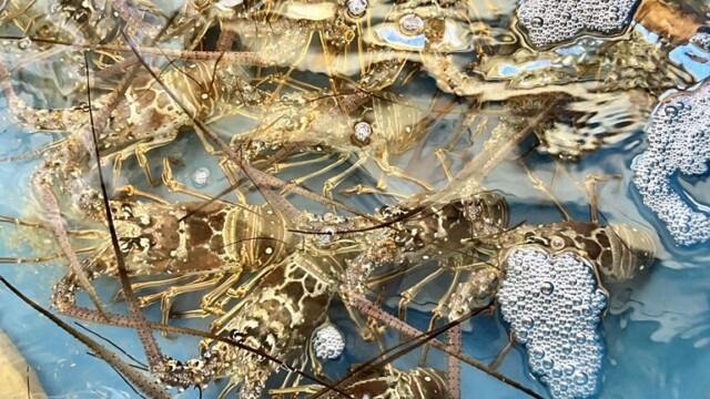 Live Lobsters!!