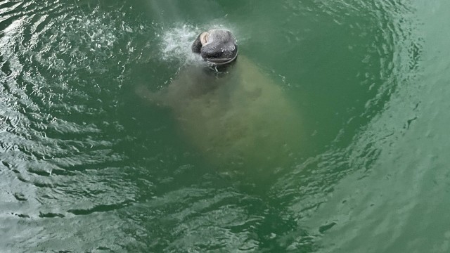 Manatee drinking fresh water right off our boat