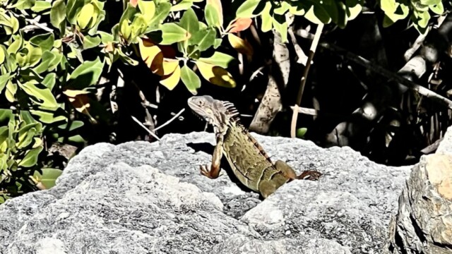This iguana was sitting along the bike path sunning himself.