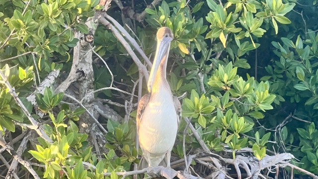 This Pelican was very intently watching us as we glided by.