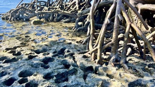 Roots of the mangrove and 'sand cement'... or maybe old coral?