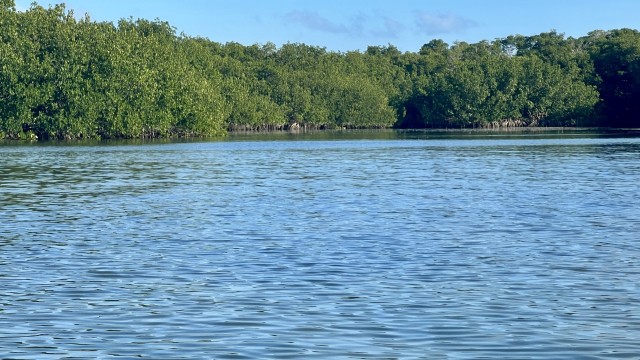 Mangroves everywhere