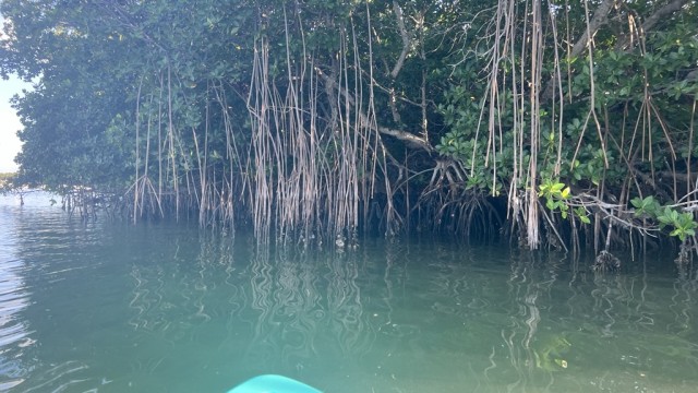 The roots of the mangroves are so interesting.