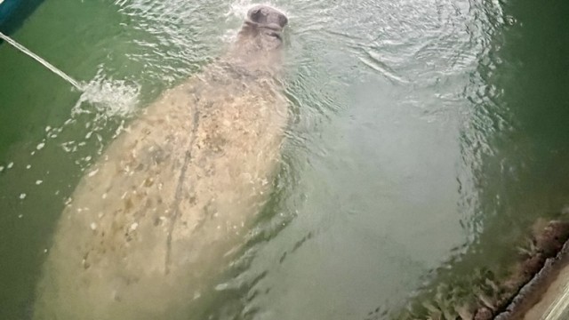 Look how big this guy is. It was so incredible to see him so up close...and give him fresh water!