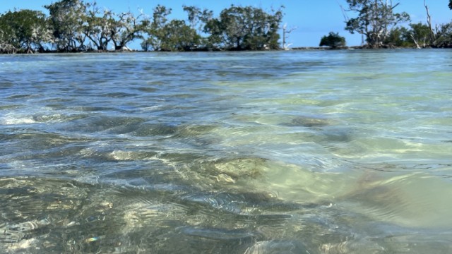 The water is amazingly clear.