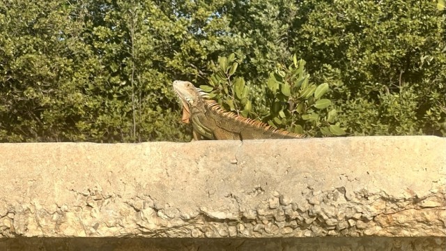 This big guy was sitting along the waterline.