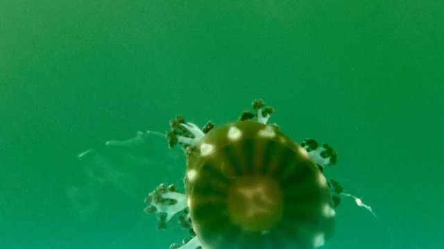 These little Anemones were floating all around us.