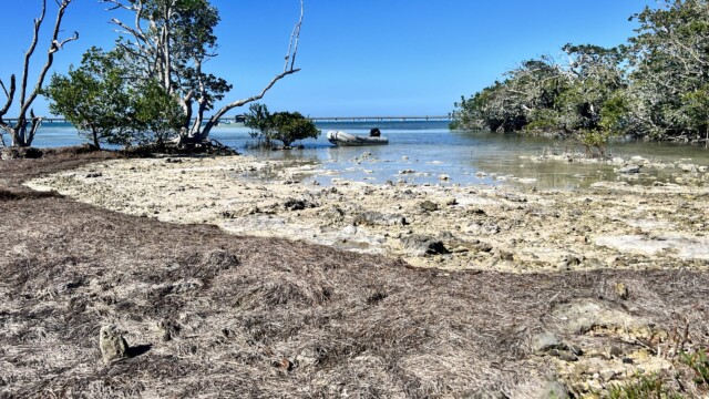 Molasses Key- not really sand, but mostly what I call 'sand cement'. And lots of washed up grasses and seaweed.