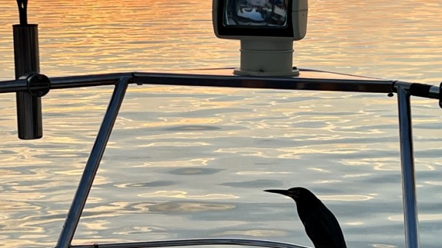 Even the birds enjoy the sunset.
