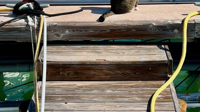 Ro likes to sit on the dock and greet all the other boaters...